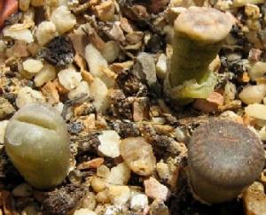 Lithops--2008-06-13.jpg