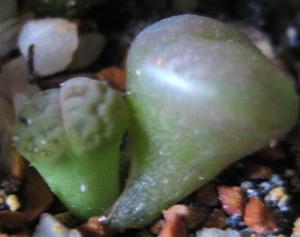 Lithops-hookeri-v-dabneri-c13--2008-06-23.jpg