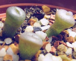 Lithops2008-06-23.jpg