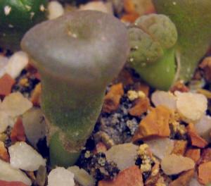 Lithops-hookeri-v-dabneri-c13--2008-06-25.jpg