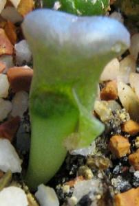 Lithops-hookeri-v-dabneri-c13--2008-06-25--2.jpg