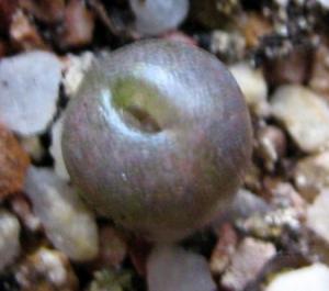 Lithops-hookeri-v-marginata-c35--2008-06-28--1.jpg