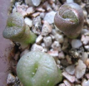 Lithops-hookeri-v-marginata-c35--2008-07-06.jpg