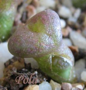 Lithops-hookeri-v-subtenestrata-brunneoviolacea-c19--2008-07-14--m.jpg