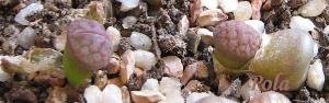 Lithops-hookeri-v-subfenestrata--brunneoviolacea-c19--2008-08-31--Pola.jpg