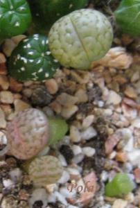 Lithops-hookeri-v-dabneri-c13--2008-08-31-Pola.jpg