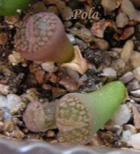 Lithops-hookeri-v-marginata-c35--2008-08-31-Pola.jpg