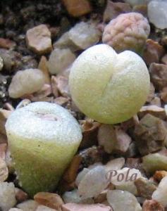 Lithops-hookeri-v-susannae-c91--2008-08-31--Pola.jpg