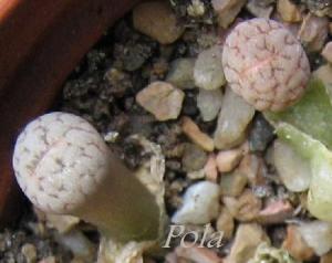 2008-10-11-Lithops-hookeri-v-susannae-c91.jpg