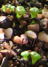 2009-01-01_Lithops.jpg