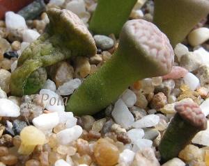 Lithops-hookeri-v-dabneri-c13--2009-01-20-Pola.jpg