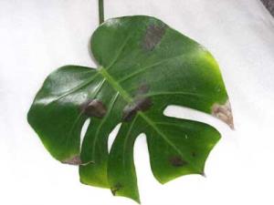 Monstera_boln.jpg