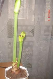 Kiti_015.jpg