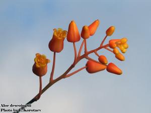 Aloe_descoingsii_fl.jpg