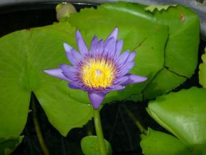 P1000263-1.jpg