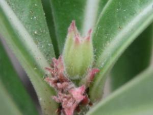 svetljachok_adenium_buton.jpg