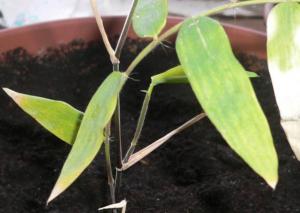21.03.2007g.Dendrocalamus_membranaceus.jpg