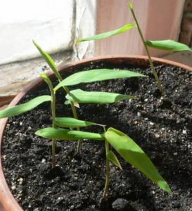 20.03.2007g._Dendrocalamus_asper.jpg