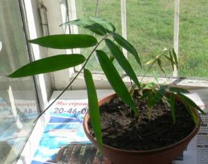 26.05.2007g._Dendrocalamus_membranaceus.jpg