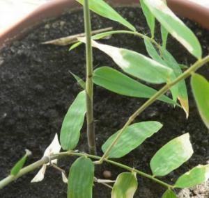 01.06.2007g-Dendrocalamus_membranaceus_1.jpg
