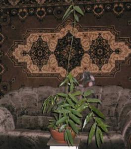 23.08.2007-Dendrocalamus_membranaceus.jpg