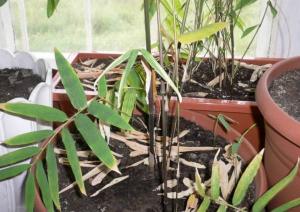 22.08.2007-Dendrocalamus_membranaceus_Dendrokalamus_asper.jpg