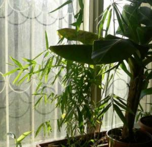 08.09.2007_Dendrocalamus_asper.jpg