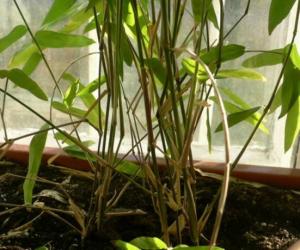 08.09.2007_Dendrocalamus_asper_1.jpg