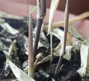 04.10.2007.Dendrocalamus_membranaceus.jpg