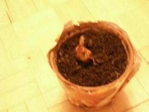 PICT4208.JPG