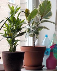 fikus-liapsus-01.jpg