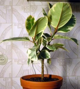 fikus-liapsus-02.jpg