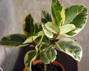 fikus-liapsus-03.jpg