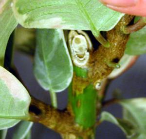 fikus-liapsus-04.jpg