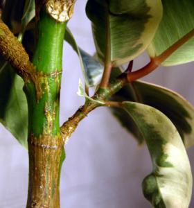 fikus-liapsus-05.jpg