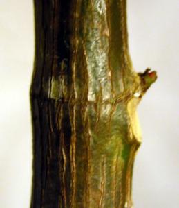 fikus-liapsus-06.jpg