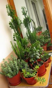 margita-succulenty-balkon01.jpg