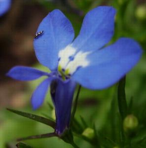 ulka-lobelia.jpg