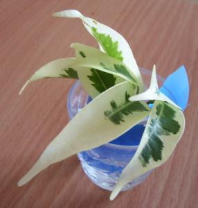 100_2590.1.jpg