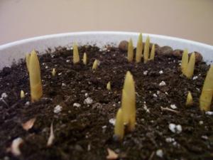 100_3389crocus.jpg