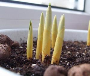 100_3440krokus.jpg