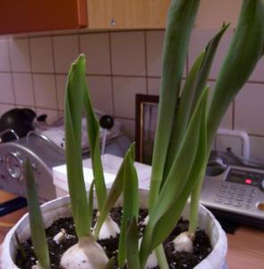 tulip.jpg