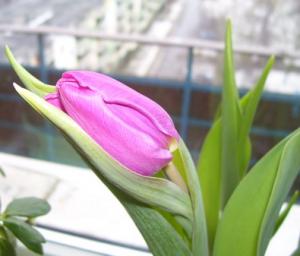 lana_tulip.jpg
