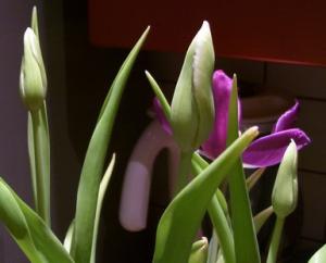 lana_tulips.1.jpg