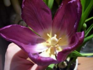 100_3654lana_tulip.jpg