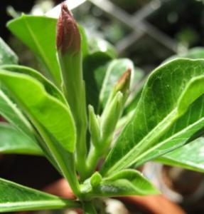 Akulina-adenium_IMG_2936.JPG