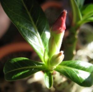 Akulina-adenium_IMG_2935.jpg