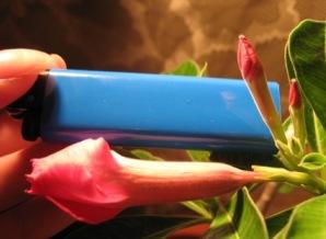 Akulina-adenium_IMG_2999.JPG