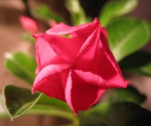 Akulina-adenium_IMG_3002.JPG