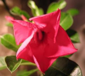 Akulina-adenium_IMG_3003.JPG